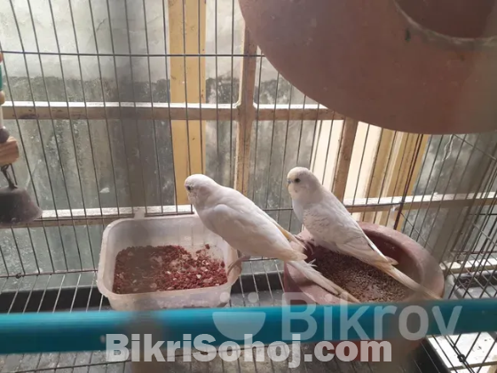Bazriger Bird